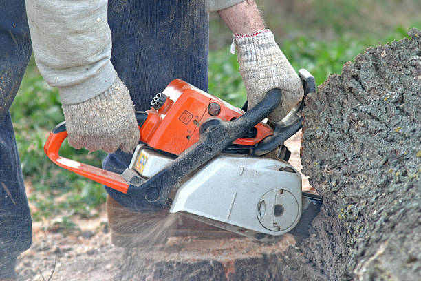 Best Palm Tree Trimming  in Tilton Northfield, NH