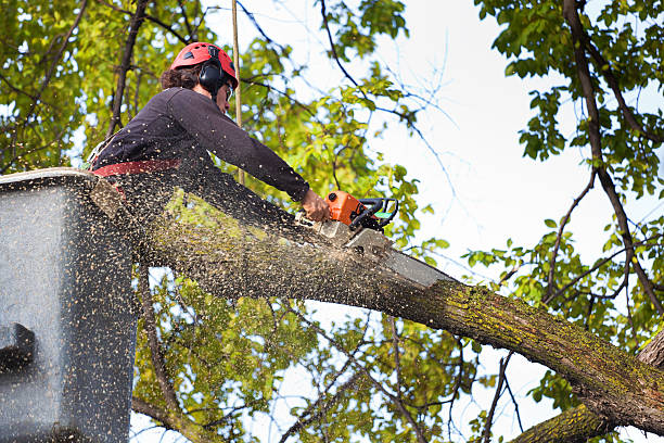 Best Lawn Pest Prevention  in Tilton Northfield, NH