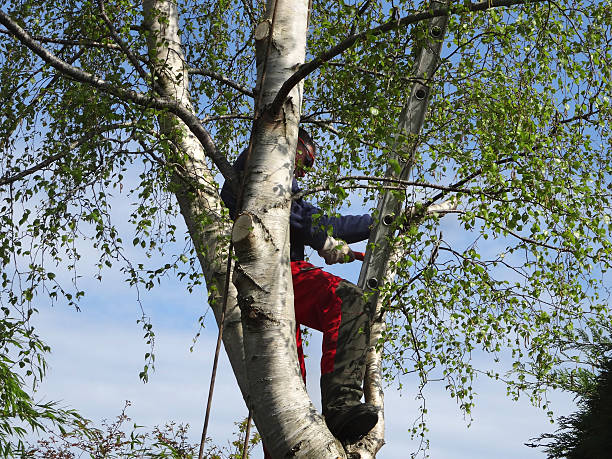 How Our Tree Care Process Works  in  Tilton Northfield, NH
