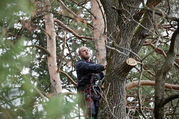 Best Tree Trimming and Pruning  in Tilton Northfield, NH